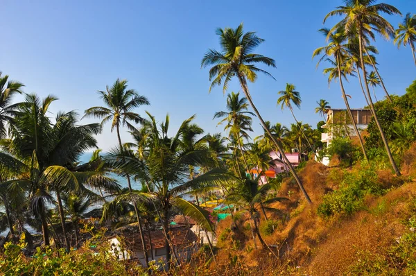 Slope on the seashore with palm trees and houses in the village of Arambol, Goa, India
