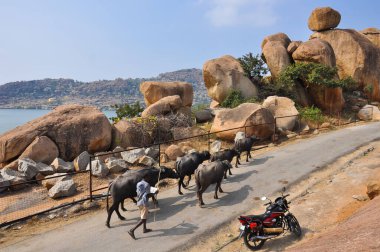 Shepherd, eski şehir Hampi, Karnataka, Hindistan 'da nehir boyunca inekler otlatıyor..