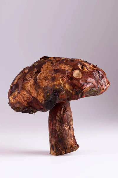 Big Old Weared Gnawed Damaged Mushroom — Stock Photo, Image