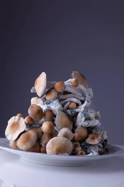 盘中新鲜收获的梨子素神奇蘑菇 免版税图库照片