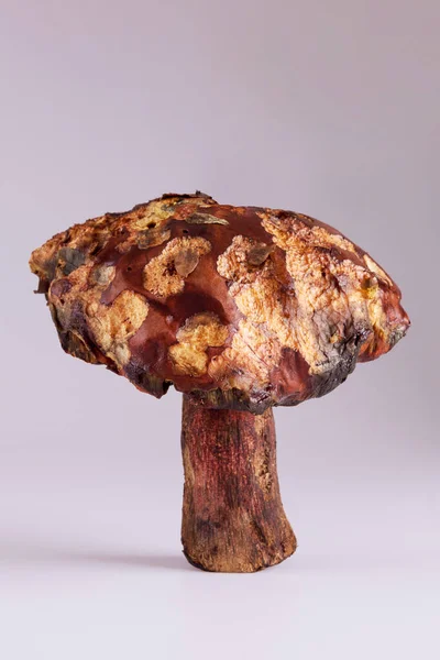Big Slippery Jack Edilbe Mushroom Stock Image