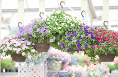 Petunia, Petunias in the tray,Petunia in the pot, multi color petunia hanging