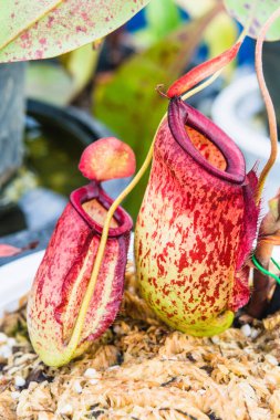 Nepenthes sürahi fabrikasını kapatın. Viking Ampullaria x Kuchingensis, atıcı ailesi (nepenthaceae)