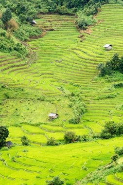 Pirinç tarlalarının ve Tayland Tepesi Kabilesi 'nin evinin manzarası. Köy, Mae Jam, Chiang Mai, Tayland 'daki pirinç teraslarının arasında bir vadide..