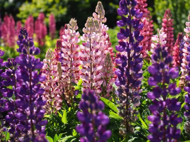 Güzel açan mor çiçek, renkli yabani lupin çiçekleri Botanischer Bahçesi Christiansberg,