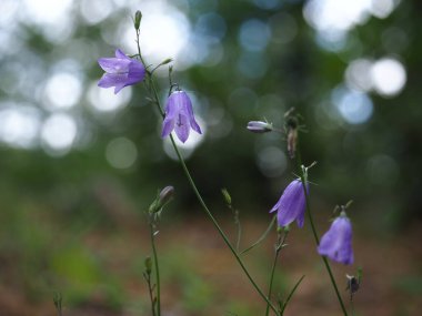 Tarlada büyüyen açık mor çiçek (Campanula rotundifolia, the harebell, Scottish BlueBell, or BlueBell of Scotland), - Orta Polonya