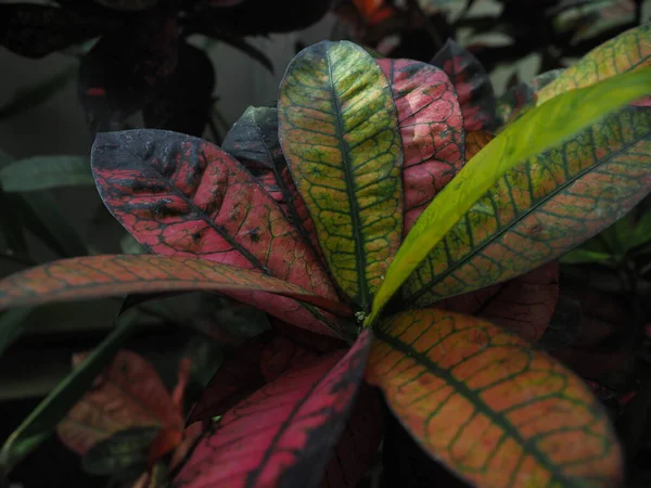 Daun Tanaman Tropis Berwarna Warni Merah Muda Kuning Dan Hijau — Stok Foto