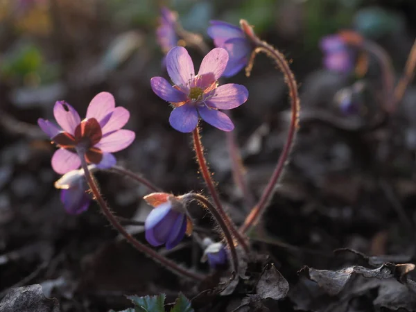 Bir grup mor yabani çiçek (Hepatica) gün ışığında -Tabasalu Estonya 