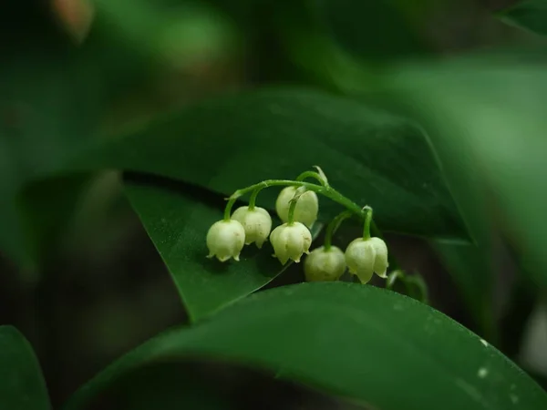 Красиві Білі Квіти Лілії Долини Лісі — стокове фото