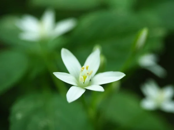 Piękne Białe Kwiaty Ornithogalum Gwiazda Betlejem Lesie — Zdjęcie stockowe