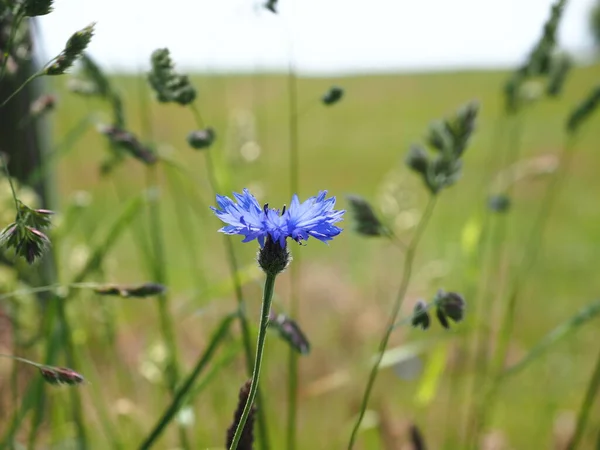 blue cornflower in the field of Polish countryside