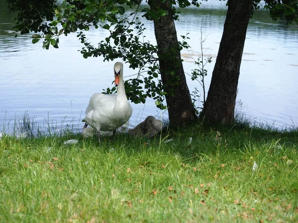 swans (parent and child) by the lake