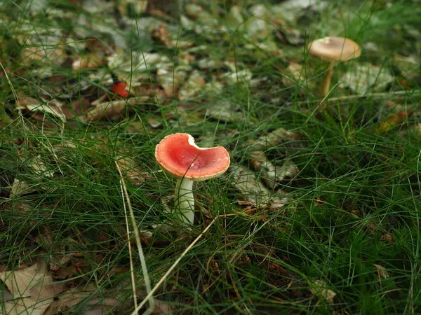 Red Poisonous Mushroom Forest — Stock Photo, Image