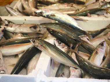 İtalya 'nın Palermo (Sicilya) pazarında sergilenen taze deniz ürünleri (Saldine). 