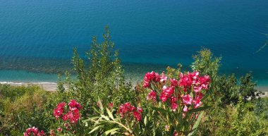 Pembe Oleander çiçekleri, mavi deniz ve plaj Piraino Sicilya tepesinden görüldü.