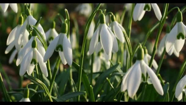Flores Blancas Gota Nieve Sol Parque Szczecin Polonia — Vídeos de Stock