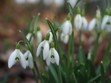 Bahçedeki beyaz kar damlası çiçeği
