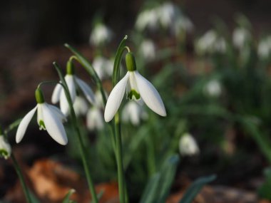 Güzel kardelen çiçekleri, flora
