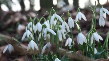 Güzel kar damlalarını kapat