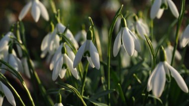 white snowdrop at a park in late afternoon sunshine clipart