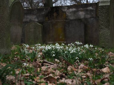 Szczecin 'deki bir parkta kar damlaları ve mezar taşları