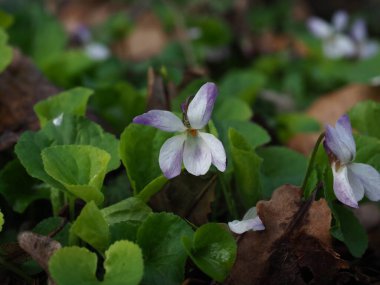 Beyaz Ahşap Mor 'un görüntüsünü kapat