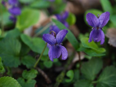 Kapatılan Ahşap Menekşe resmi
