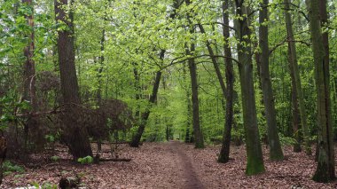 Nisan ayında orman taze yapraklarla