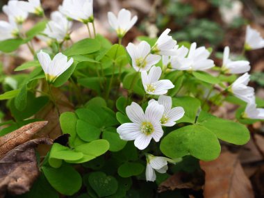  Ormanda beyaz çiçekler (Oxalis asetosella)