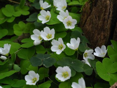 A group of Oxalis acetosella (the wood sorrel or common wood sorrel) in a forest of Szczecin Poland