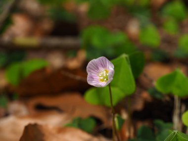 Szczecin Polonya ormanlarında bulunan Oxalis asetosella (orman kuşu veya ahşap kuş)