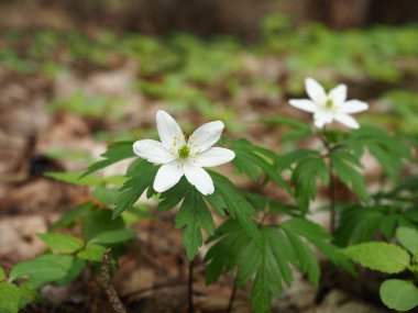 Polonya 'nın Szczecin ormanında odun şakayığı