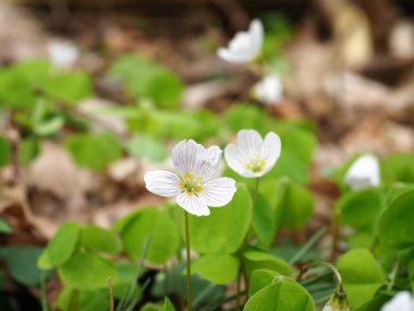 Beyaz yabani çiçekler - Oxalis asetosella (ormandaki ağaçkakan ya da ağaçkakan) 