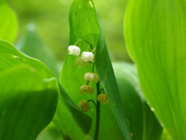 Ormandaki Vadi Zambağı