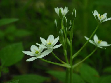 Avrupa 'da bahar zamanının beyaz çiçekleri (Ornithogalum)