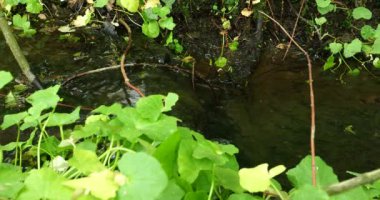 Dar yeşil yapraklı su akıntısı