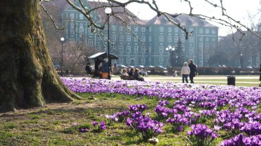 Jasne Bonia Park, Szczecin, Polonya 'da çiçek açan timsahlar