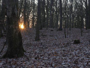 Szczecin, Polonya 'da kışın sonunda yapraksız ormanda gün batımı