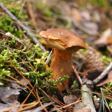 Bir Sonbahar Ormanı, Szczecin, Polonya 'da Yenilebilir Mantarlar (Smith' s Boletus)