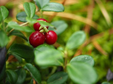 Başlık: Sonbahar ormanlarında kırmızı böğürtlen (Lingonberry))