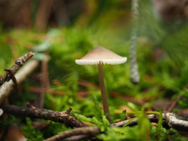 Ormanda küçük beyaz bir mantara yaklaş.