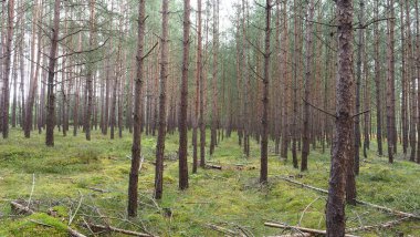 Çam ağacı ormanı. Çam ağaçları dikilir ve iyi bakılır.