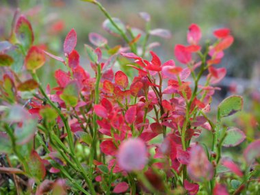 Sonbahar ormanında kırmızı yaban mersini yaprakları 