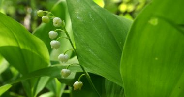 Vadi çiçekleri, güneşli bir bahar gününde rüzgarda usulca sallanıyor.