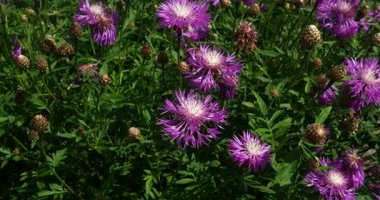 Mor Yabani Çiçekler (mısır çiçekleri) Nazikçe Rüzgarda Sallanan Botanischer Garten Christiansberg, Almanya