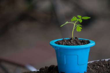 Topraklı mavi tencerede domates bitkisi. Baharın erken saatlerinde bahçe hazırlıkları.