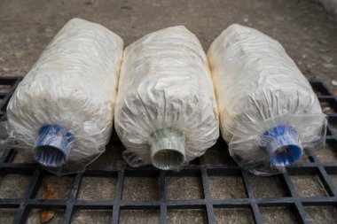 Siyah plastik ızgarada mantar kübü yetiştirmek için bir parça istiridye mantarı..