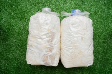 Bir parça istiridye mantarı yeşil yapay çimenlerdeki mantar küplerinde yetişmesi için..