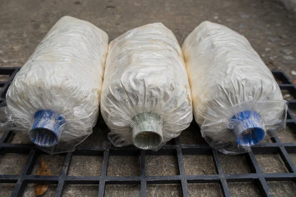 Siyah plastik ızgarada mantar kübü yetiştirmek için bir parça istiridye mantarı..