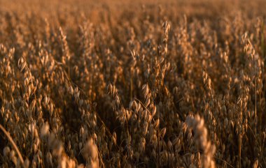 Yulaf tarlasına yakın bir yulaf ağacı ağustosta gün batımında koyu sarı bir fotoğrafa dönüştü. Güneş ışınları tahılları delip geçiyor.
